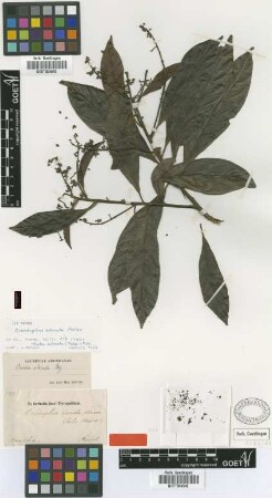 Oreodaphne odorata Meisn. [type]