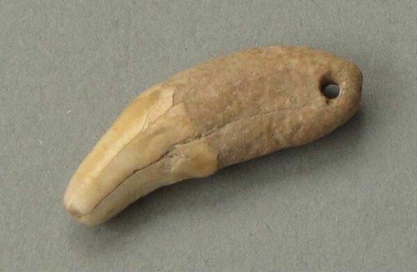 Animal tooth as a pendant