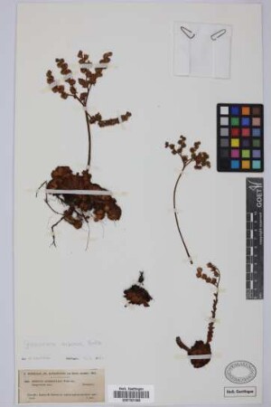 Greenovia quadrantilis Webb