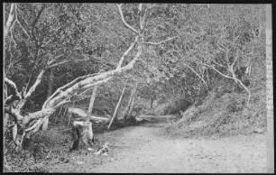 Santa Clara County, Cal. Path at Congress Springs