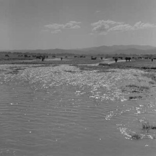 Büffel im Fluss im Rosental, ein Gebiet in Zentral-Bulgarien