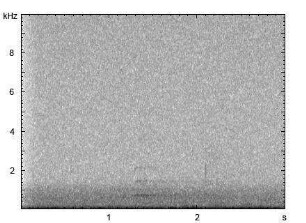 Raufußkauz | Aegolius funereus - Ruf
