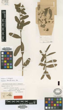 Euphorbia oblongata Griseb. [lectotype]