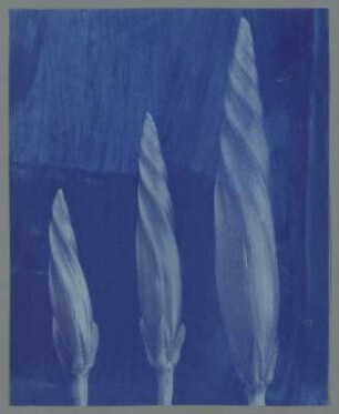 Blaue Kaiserwinde, Blütenknospen (Ipomoea [Pharbitis] imperialis (praecox)