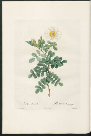 Rose Bracteata. Rosier de Macartney. Chapuy sculp.
