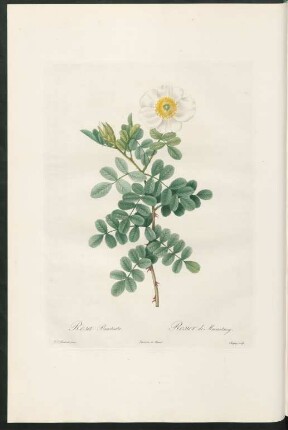 Rose Bracteata. Rosier de Macartney. Chapuy sculp.