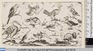 Verschiedene Vogelarten