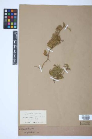 Diphasiastrum alpinum (L.) J. Holub