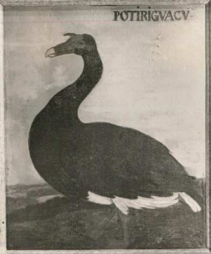 POTIRIGVACV Bisamente (Cairina moschata)