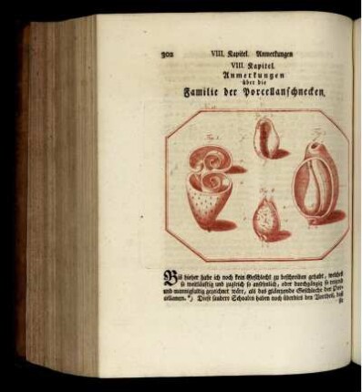 VIII. Kapitel. Anmerkungen über die Familie der Porcellanschnecken.