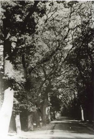 Eichenallee,. Hiddesen, Detmold