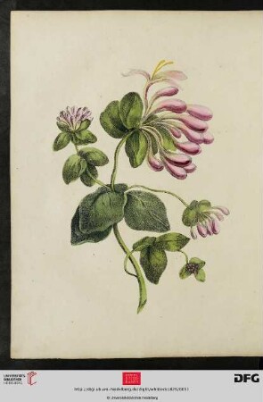 [Tafel 11-12] Honeysuckle