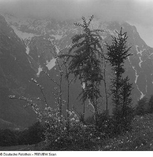 Bäume in den Alpen