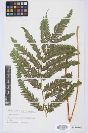Pteris arguta Ait.