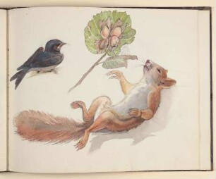 Schwalbe, Haselzweig und Eichhörnchen [aus einem Skizzenbuch vornehmlich mit Tier- und Pflanzenstudien]
