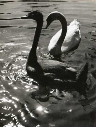 Dresden. Zoologischer Garten. Schwimmende Höckerschwäne, vorn Jungvogel