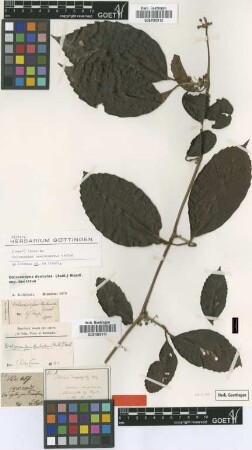 Delima dasyphylla Miq.