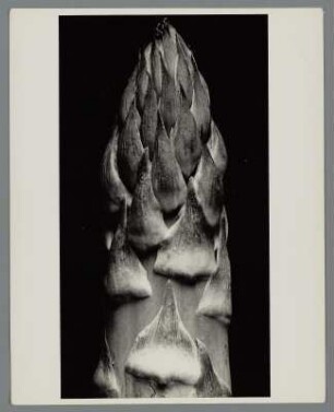 Spargel, Stängel (Asparagus)