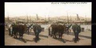 Ochsengespann und Dampfer im Hafen, Messina
