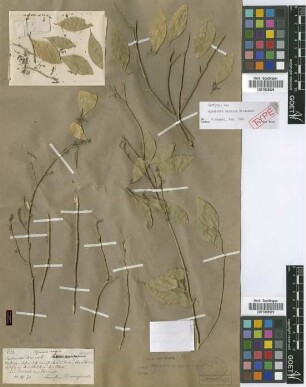 Agonandra excelsa Griseb. [syntype]