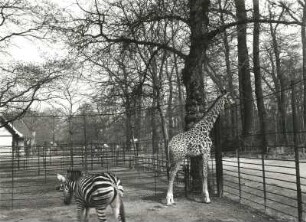 Zoologischer Garten, Chapmann-Zebra und Tippelskirchengiraffe im Freigehege des Alten Antilopenhauses
