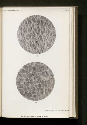 Taf. 18