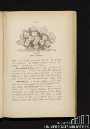 Fig. 15. Adonis vernalis.