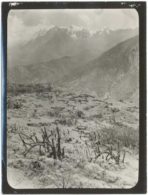 Trockenvegetation bei Kotaña mit dem Illimani im Hintergrund