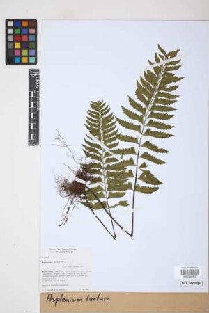 Asplenium laetum