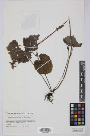 Senecio tussilaginis (L'Hér.) Lindl.