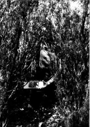 Grabstein 91 (Index: 100109458) Material: Granit, Sockel Kalkstein Zustand: gut (steht im Gebüsch) Maße HxBxT: 191x51x34 cm Beschreibung: Obelisk, getreppter Sockel rustica Besonderheit: Nummer auf Rückseite: 195: Grabstein 91