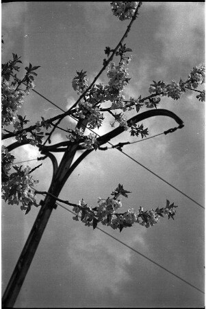 Baumblüte im Frühling