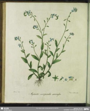 Myosotis Scorpioides Arvensis. Ackermausoehrchen