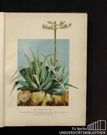 Agave Americana Linné. Agave.
