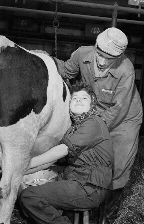 Junge Melkerin und Melker bei der Arbeit