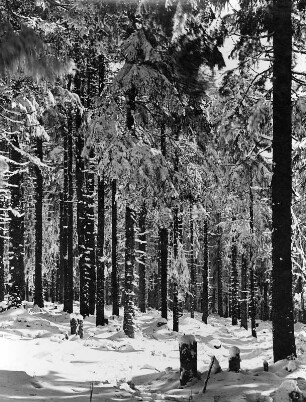 Fichtelgebirge. Verschneites Waldstück