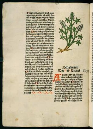 37v-38r, Schafmaule (52. Kapitel)