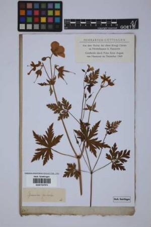 Geranium pratense L.