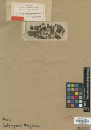 Calymperes hyophilaceum Müll.Hal. ex Besch. var. M.Fleisch. robustum[isotype]