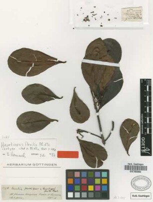 Havetiopsis flexilis Planch. & Triana [isotype]