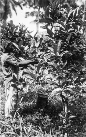 Pflücken von Kaffeekirschen : Pflücken von Kaffeekirschen im Pflanzungsgebiet Malabos.