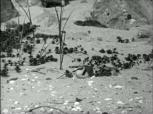 Charadrius alexandrinus - Balz I (Solobalz des Männchens)