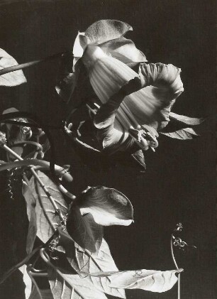 Glockenrebe (Cobaea scandens, gelegentlich fehlerhaft Cobea scandens), auch Glockenwinde oder Krallenwinde. Ranke mit Blüte