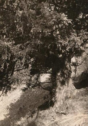 Eibe bei Schlottwitz : Glashütte-Schlottwitz. Die älteste Eibe (Taxus baccata) am Lederberg in Schlottwitz