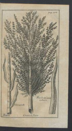 Tafel: Feuille de Canne à Sucre [...]
