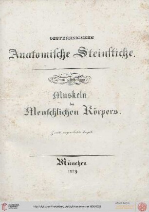 III. Abtheilung: Muskeln des Menschlichen Körpers