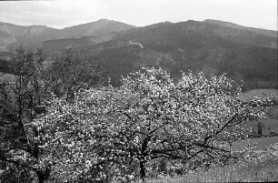 Blütenbaum und im Hintergund der Rohrhardsberg