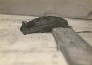Frühfliegende Fledermaus (Großer Abendsegler, Nyctalus noctula SCHREB.), kriechend