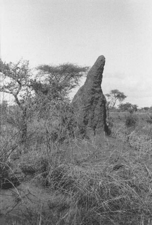 Termitenhügel bei Arusha : Termitenhügel in einer Savannenlandschaft