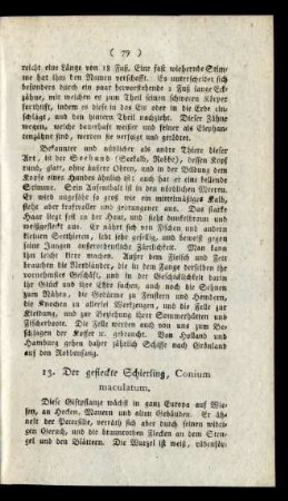 13. Der gefleckte Schierling, Conium maculatum.